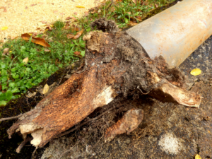 Tree roots sewer line